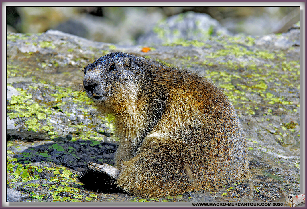 MARMOTTES